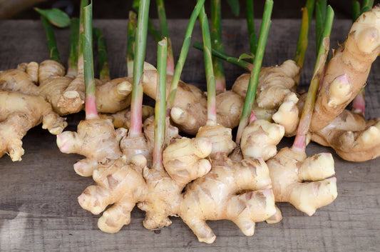 Ingwer: (Zingiber officinale)