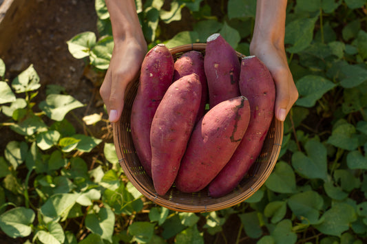 Süßkartoffel (Ipomoea batatas)